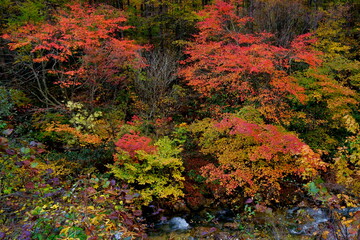 真っ赤な紅葉と川