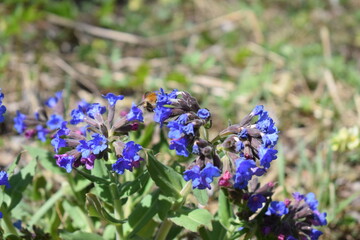 The lungwort is blooming. Purple flowers of lungwort.