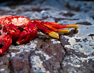 Intensive red crab on a big flat rock, selective focus, partial view.