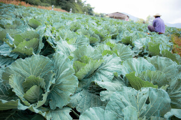 Cabbage on plantation.