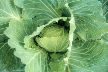 Cabbage with texture.