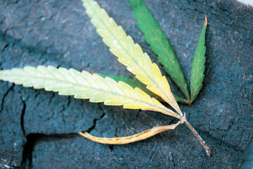 Marijuana leaves on wood.