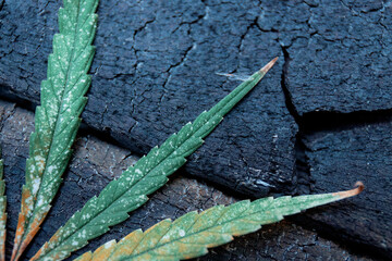Marijuana leaves on wooden floor.