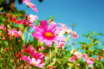 Pink cosmos with sky.