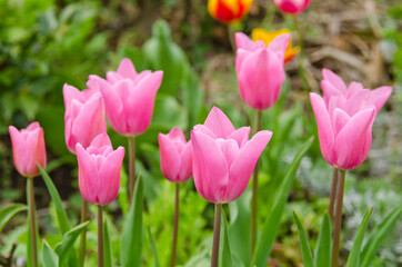 Fototapeta premium Close-up of beautiful tulips in flower greenhouse on pastel background.