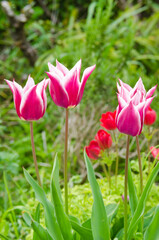 Close-up of beautiful tulips in flower greenhouse on pastel background.