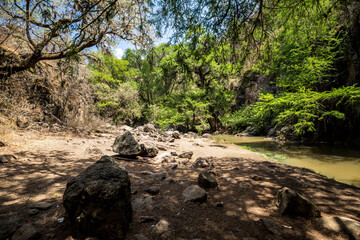 flowing river, big trees
