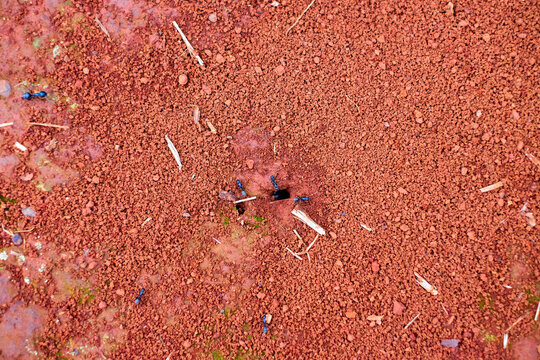 Black ants on red ground busy building and maintaining their underground nest.