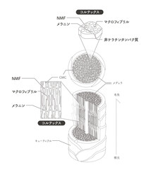 Hair cross section 15_2