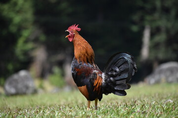 Loud Rooster in the Meadow