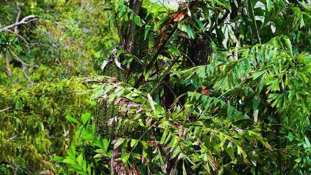 Fishtail palm in natural rainforest with green unripe fruits, Vietnam