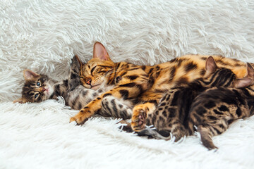 Bengal cat feeds her little kittens with breast