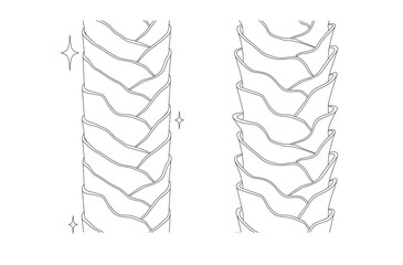 Hair cross section 17_2 No commentary