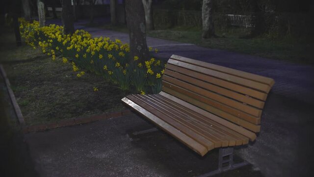 Tokyo,Japan-March 22, 2021: A bench and Yellow Narcissus flower in full bloom in a park
