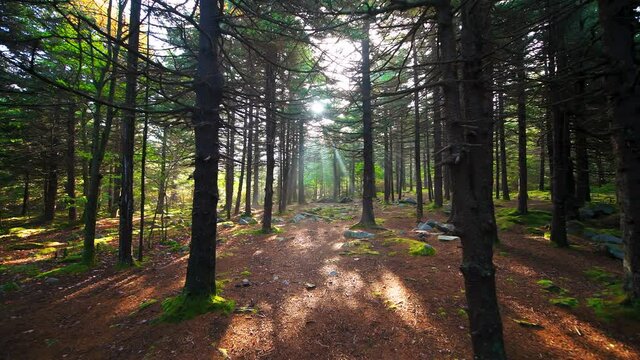 Point of view pov walking on Huckleberry Seneca Rocks hiking trail Spruce Knob mountain ridge pine forest in fall autumn with sun sunburst rays sunbeams flare behind trunks, West Virginia