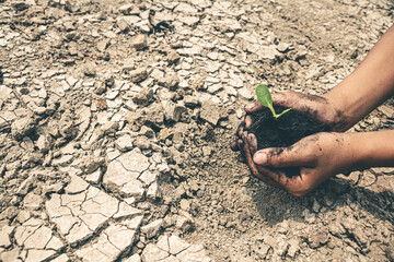 Hand for planting tree back to the forest, Creating awareness for love wild, To reduce drought.