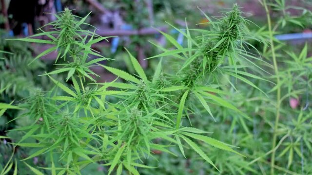 Marijuana cannabis hemp plants. Concept of herbal alternative medicine, CBD oil.
