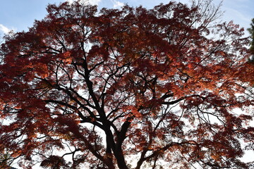 autumn leaves