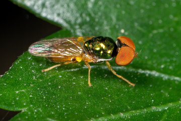 Macro Photo of Beautiful Fly on Green Leaf