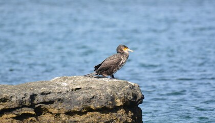 海辺のウミウの若鳥