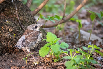 A fieldfare chick, Turdus pilaris, has left the nest and sitting on the spring lawn. A fieldfare...