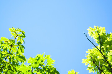 chestnut leaves on blue sky background. Castanea. Low angle view of chestnut and ash trees against overcast sky. Fresh green leaves in forest..