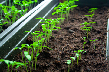 A lot of fresh green sprouts of young tomato bush on sun. Growing seedlings of tomato on spring. Spring seedlings for seed, home
