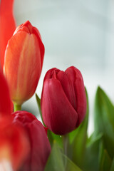 beautiful flowers red tulips and green leaves close up