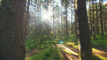 Vertical panning of tree trunk with bark on Huckleberry Seneca Rocks hiking trail at Spruce Knob mountain ridge pine woods with sun rays sunburst in Monongahela national forest, West Virginia - Powered by Adobe