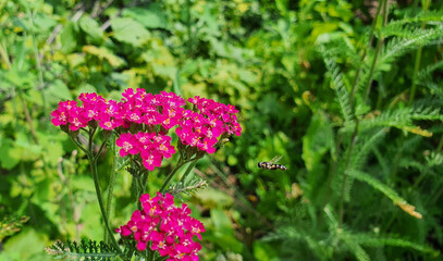 pink flower close up on green grass background