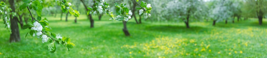 blooming apple trees in spring. panoramic landscape photo of apple orchard - obrazy, fototapety, plakaty