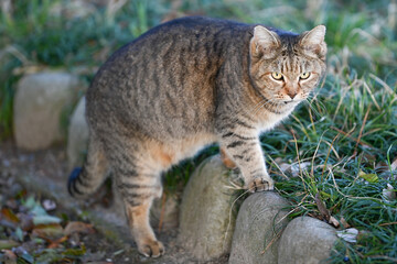 雉トラ猫さん。近所の公園でよく見かけます。