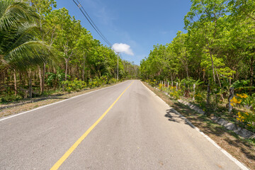 Fototapeta na wymiar The asphalt road through the Rubber trees plantation in Summer season beautiful blue sky background at Phuket Thailand