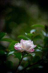 Close up of a pink budding camellia blooming in a rainy autumn day against green soft focused background. 