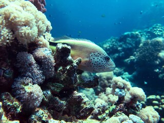 Fototapeta na wymiar freckled hawkfish in the reef