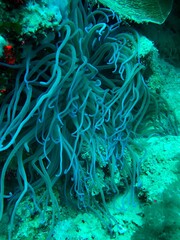 tube anemone in the reef