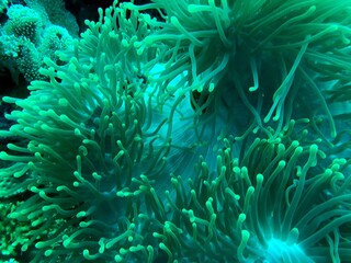 Fototapeta na wymiar sea anemone in the reef