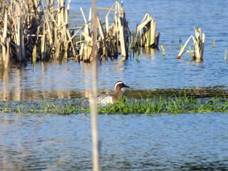 Spatula querquedula swimming in river in daylight