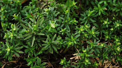 green grass in the garden