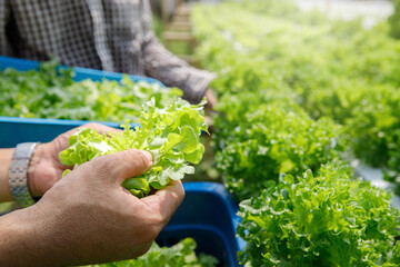 Farmers harvest organic hydroponic green oak lettuce in plant nursery farm.