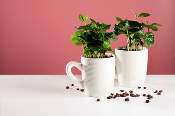 small seedlings of a coffee tree in white mugs on a white table with scattered coffee beans, coral background, place for text