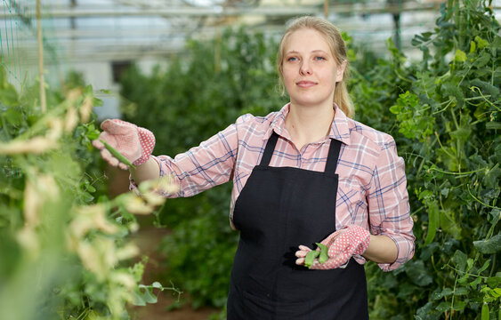 Woman farmer working in the greenhouse. High quality photo