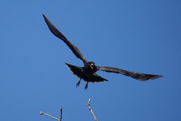 Aguila negra, águila pescadora, gavilán cangrejero grande, urubitinga