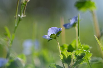 春の花。オオイヌフグリ。Tiny blue flowers of a common field speedwell, spring time Japan