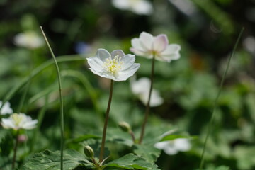 春の花。ニリンソウ。Flaccid anemone blooming in the spring field