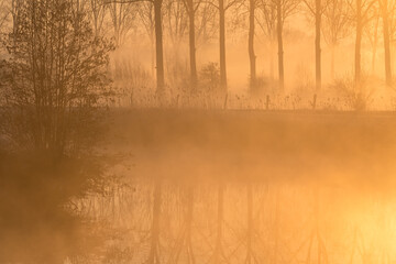 Tree in the mist at the river