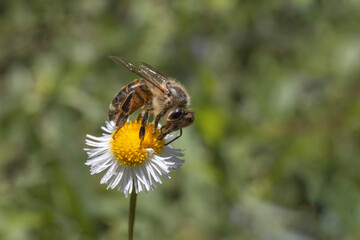 bee on flower