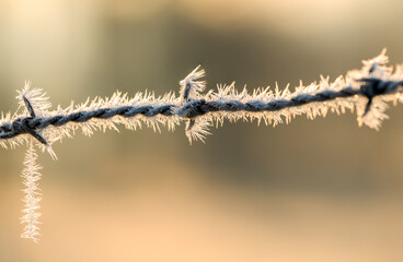 Barbed wire with morning ice