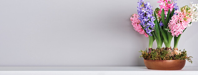 Bouquet of hyacinths in bowl with moss on mantelpiece. Spring and Easter natural interior decor, copy space