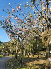 Obraz premium spring in the park
